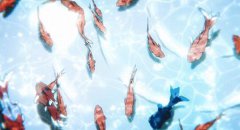 「日運系列」2020年3月8日十二星座運勢