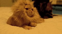 星座研究院|吃軟不吃硬的獅子座