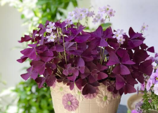 12星座守護花以及花語（1）