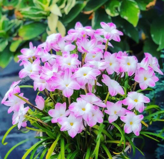 12星座守護花以及花語（6）