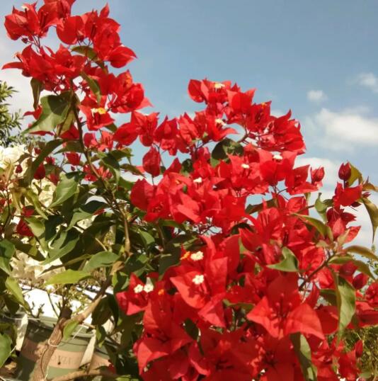 12星座守護花以及花語（7）