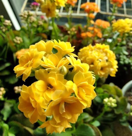 12星座守護花以及花語（9）