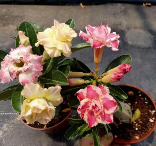 12星座守護花以及花語（10）