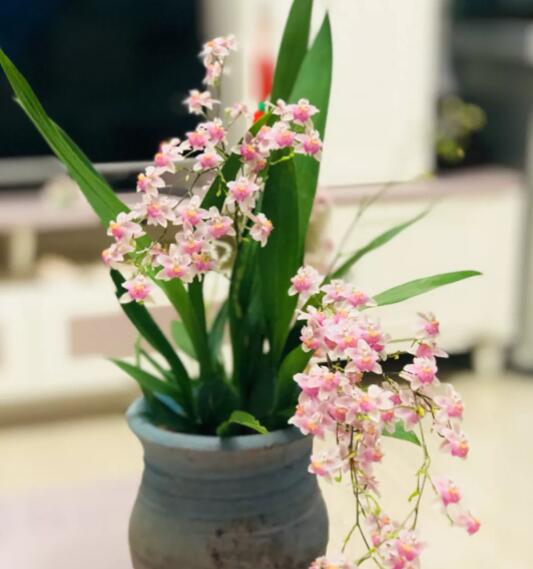 12星座守護花以及花語（11）