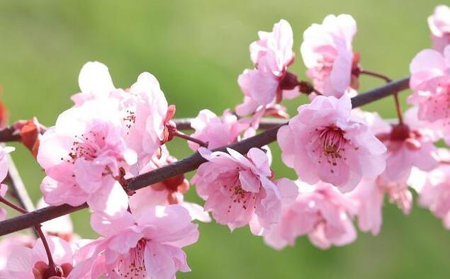 9月開桃花有何預兆么